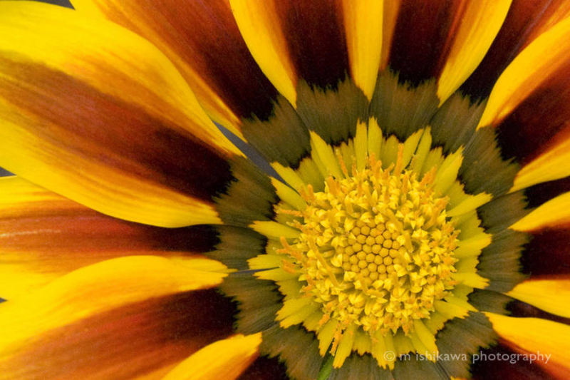 Yellow and Orange Flower