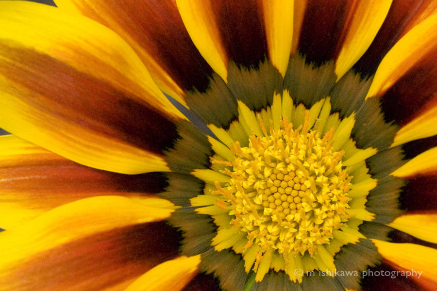 Yellow and Orange Flower