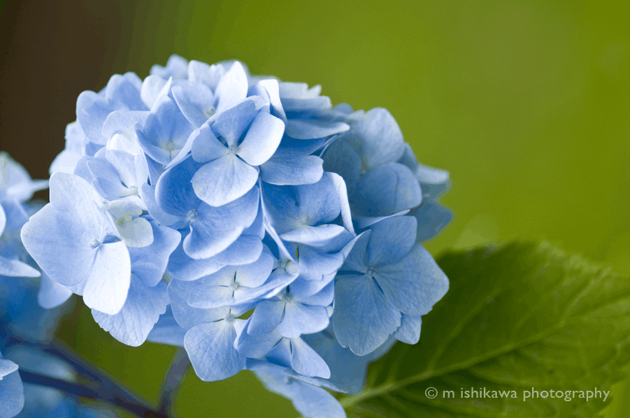 Hydrangea