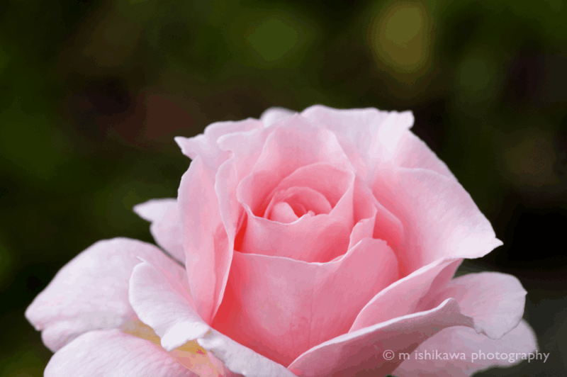 Rose (1)