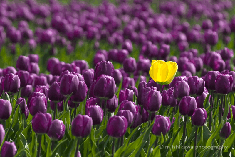 Tulip - Standing out in a Crowd