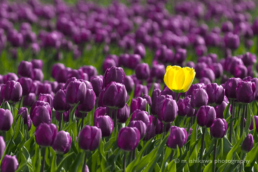Tulip - Standing out in a Crowd