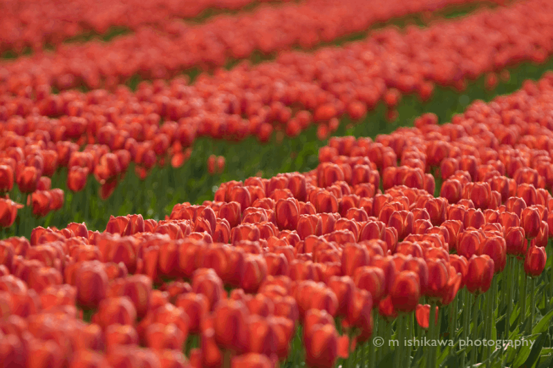Tulips - Red Field
