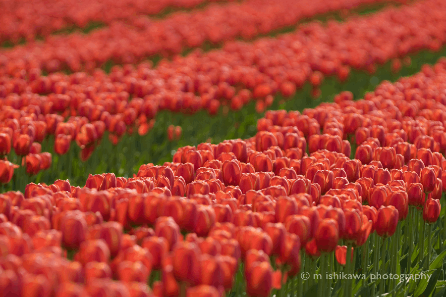 Tulips - Red Field